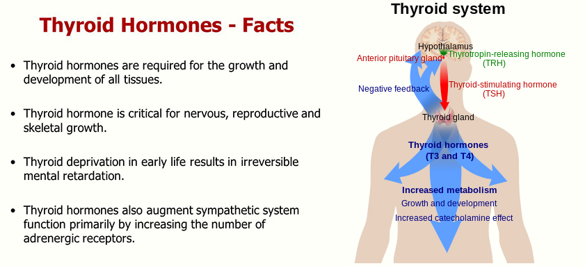 interesting facts about thyroid hormone